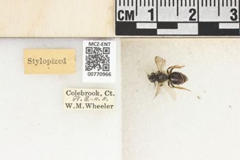Media type: image;   Entomology 770966 Aspect: Labels